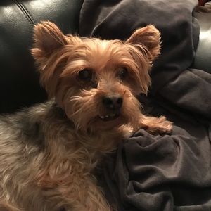 Meet your Posher, Suzy